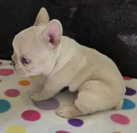 Snow, a male French Bulldog for sale in West Plains, MO – 2 of 10