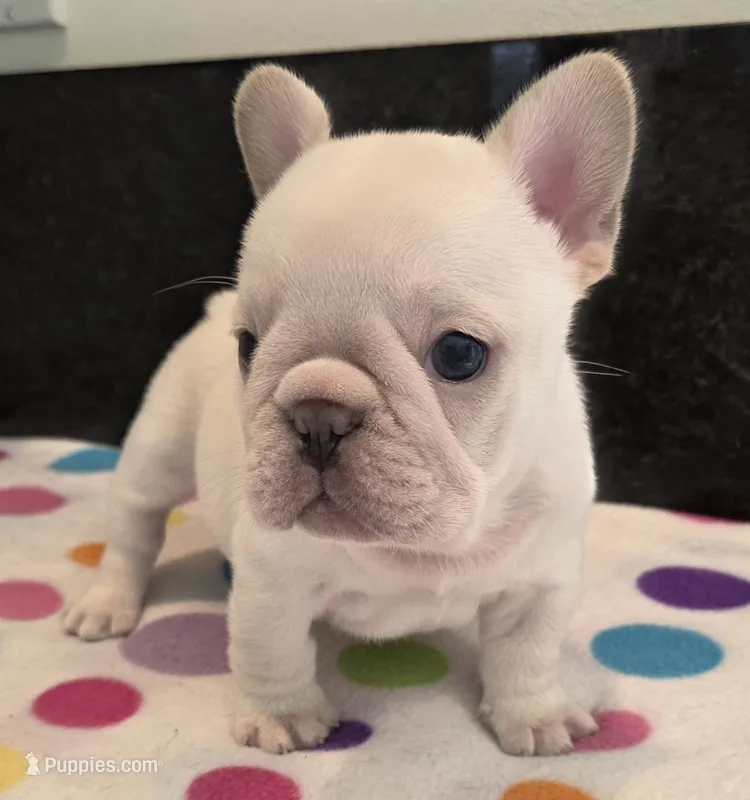 Yogi – French Bulldog puppy for sale in West Plains, MO