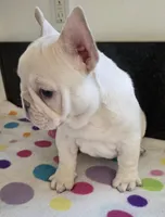 Yogi, a male French Bulldog for sale in West Plains, MO – 5 of 10