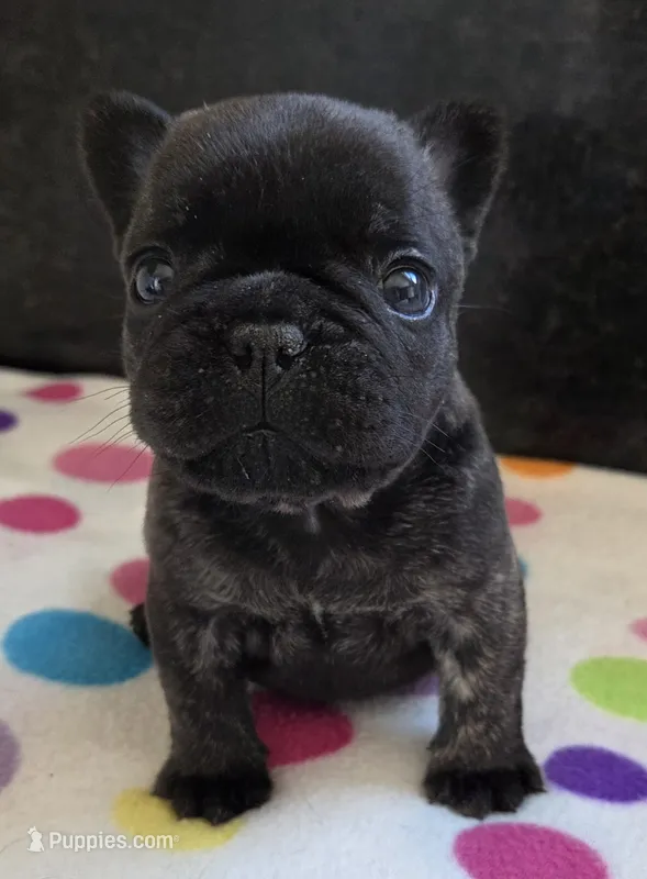 Nash – French Bulldog puppy for sale in West Plains, MO