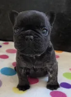 Nash, a male French Bulldog for sale in West Plains, MO – 1 of 10