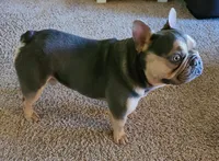 Levi, a male French Bulldog for sale in West Plains, MO – 8 of 9