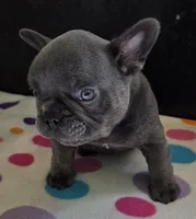 Chance, a male French Bulldog for sale in West Plains, MO – 2 of 10