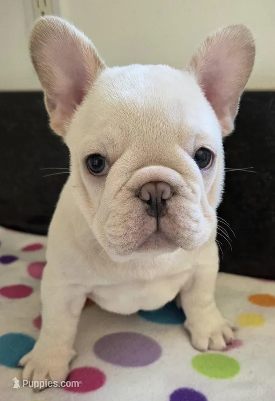 Yogi – French Bulldog puppy for sale in West Plains, MO