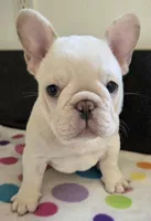 Yogi, a male French Bulldog for sale in West Plains, MO – 1 of 10