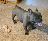 Lily , a female French Bulldog for sale in West Plains, MO – 6 of 9