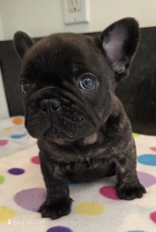 Nash – French Bulldog puppy for sale in West Plains, MO