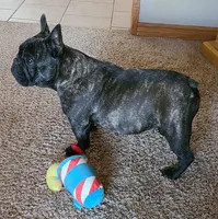 Yogi, a male French Bulldog for sale in West Plains, MO – 6 of 10