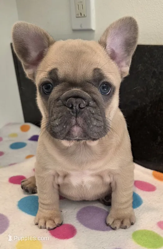 Lily  – French Bulldog puppy for sale in West Plains, MO