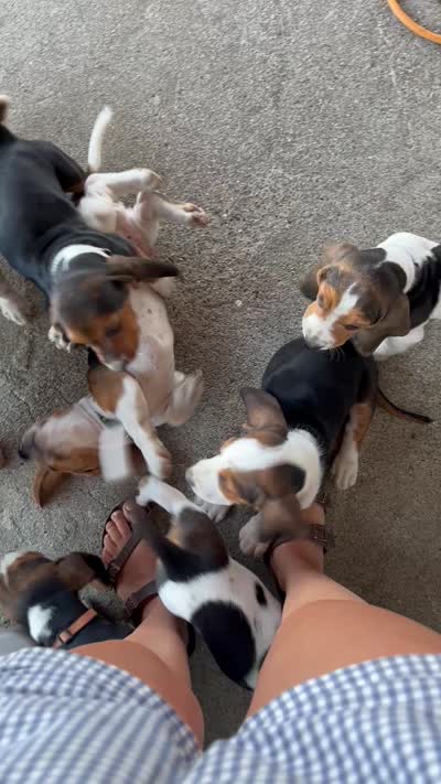 Moose, a male Basset Hound for sale in Corning, CA – 7 of 7