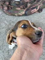 Moose, a male Basset Hound for sale in Corning, CA – 5 of 7