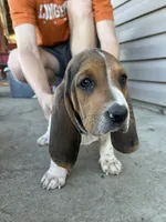 Moose, a male Basset Hound for sale in Corning, CA – 3 of 7