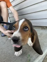 Moose, a male Basset Hound for sale in Corning, CA – 6 of 7