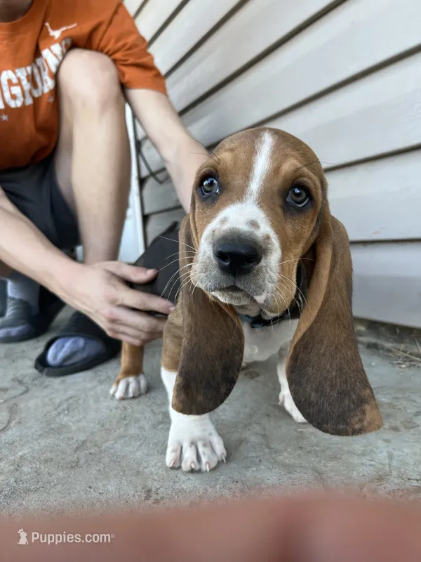 Moose – Basset Hound puppy for sale in Corning, CA