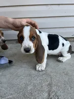 Moose, a male Basset Hound for sale in Corning, CA – 2 of 7