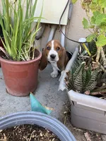 Moose, a male Basset Hound for sale in Corning, CA – 4 of 7