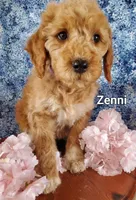 Zenni, a female Goldendoodle and Miniature Goldendoodle for sale in Bridgewater, VA – Photo 3 of 6
