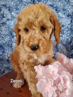 Zenni, a female Goldendoodle and Miniature Goldendoodle for sale in Bridgewater, VA – Photo 2 of 6