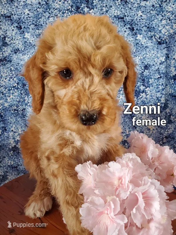 Zenni
