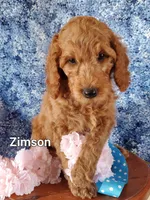 Zimson, a male Goldendoodle and Miniature Goldendoodle for sale in Bridgewater, VA – Photo 2 of 7