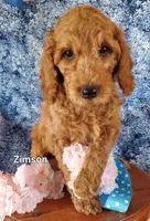 Zimson, a male Goldendoodle and Miniature Goldendoodle for sale in Bridgewater, VA – Photo 3 of 7