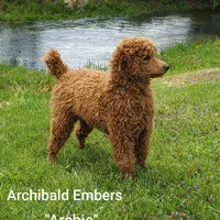 Zary, a female Goldendoodle and Miniature Goldendoodle for sale in Bridgewater, VA – Photo 7 of 7