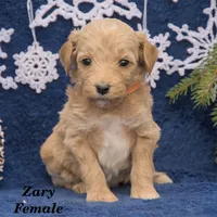 Zary, a female Goldendoodle and Miniature Goldendoodle for sale in Bridgewater, VA – Photo 6 of 7