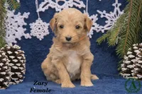 Zary, a female Miniature Goldendoodle for sale in Bridgewater, VA – Photo 2 of 3