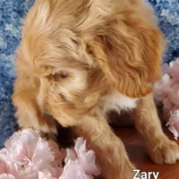 Zary, a female Goldendoodle and Miniature Goldendoodle for sale in Bridgewater, VA – Photo 3 of 7