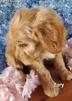 Zary, a female Goldendoodle and Miniature Goldendoodle for sale in Bridgewater, VA – Photo 2 of 6