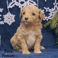 Zary, a female Goldendoodle and Miniature Goldendoodle for sale in Bridgewater, VA – Photo 5 of 7