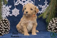 Zary, a female Miniature Goldendoodle for sale in Bridgewater, VA – Photo 1 of 3