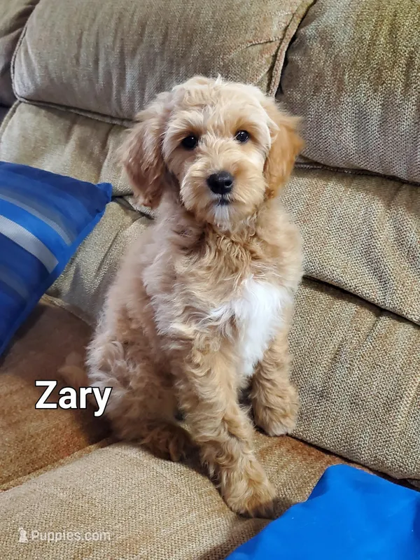 Zary – Goldendoodle, Miniature Goldendoodle puppy for sale in Bridgewater, VA
