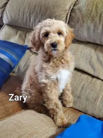 Zary, a female Goldendoodle and Miniature Goldendoodle for sale in Bridgewater, VA – Photo 2 of 7
