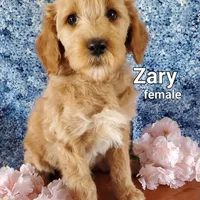 Zary, a female Goldendoodle and Miniature Goldendoodle for sale in Bridgewater, VA – Photo 1 of 7