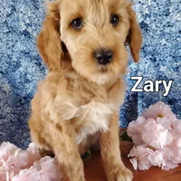 Zary, a female Goldendoodle and Miniature Goldendoodle for sale in Bridgewater, VA – Photo 4 of 7