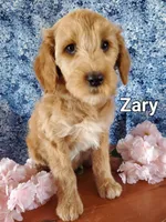 Zary, a female Goldendoodle and Miniature Goldendoodle for sale in Bridgewater, VA – Photo 3 of 6