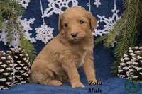 Zolo, a male Miniature Goldendoodle for sale in Bridgewater, VA – Photo 1 of 3