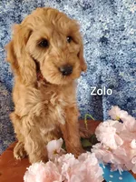 Zolo, a male Goldendoodle and Miniature Goldendoodle for sale in Bridgewater, VA – Photo 2 of 6