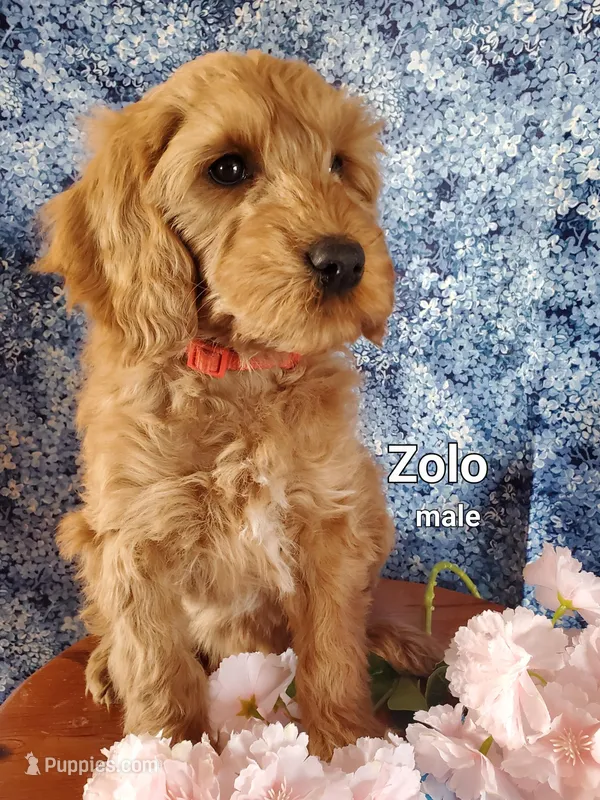 Zolo