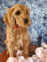 Zolo, a male Goldendoodle and Miniature Goldendoodle for sale in Bridgewater, VA – Photo 1 of 6