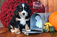 Steffi, a female Bernese Mountain Dog for sale in Bridgewater, VA – Photo 1 of 5