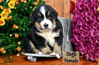 Steffi, a female Bernese Mountain Dog for sale in Bridgewater, VA – Photo 2 of 5