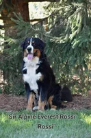 Steffi, a female Bernese Mountain Dog for sale in Bridgewater, VA – Photo 4 of 5