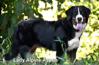 Steffi, a female Bernese Mountain Dog for sale in Bridgewater, VA – Photo 5 of 5