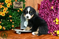 Steffi, a female Bernese Mountain Dog for sale in Bridgewater, VA – Photo 3 of 5