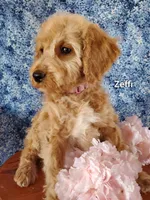 Zeffi, a female Goldendoodle and Miniature Goldendoodle for sale in Bridgewater, VA – Photo 2 of 6