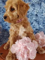 Zeffi, a female Goldendoodle and Miniature Goldendoodle for sale in Bridgewater, VA – Photo 3 of 6