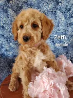 Zeffi, a female Goldendoodle and Miniature Goldendoodle for sale in Bridgewater, VA – Photo 1 of 6