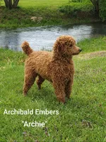 Zolon, a male Miniature Goldendoodle for sale in Bridgewater, VA – Photo 3 of 3